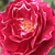 Vörös - fehér - Történelmi - perpetual hibrid rózsa - Baron Girod de l'Ain